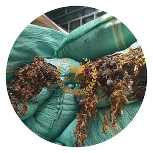 أوراق كبيرة مجففة عشب بحري سارجاسوم يستخدم لتغذية الحيوانات/نوع خام من الأعشاب البحرية للأسمدة المصنوعة في فيتنام