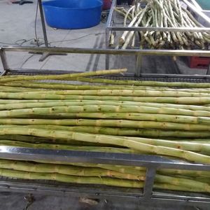 FROZEN SUGARCANE <b>STICKS</b> / CLEAN LABEL / PLANT-BASED / NATURAL SWEETNESS - Product Image 3