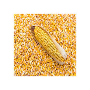 Maïs jaune doux biologique à haute teneur en protéines, prix de gros, meilleure vente - Product Image 5