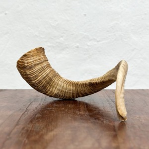 Paire de cornes de mouton brutes, cornes d'animaux naturelles décoratives pour la décoration murale - Product Image 5