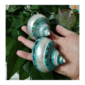 Premium Vietnamese Green Turbo Burgess Shells Regalos excepcionales del océano Ideal para decoración costera y mercados minoristas - Product Image 3