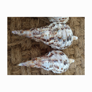 100% CARACOL NATURAL SEASHELL Tamaño grande 40cm up Caracol pulido Conchas marinas Triton Concha Marina Conchas de mar natural - Product Image 2