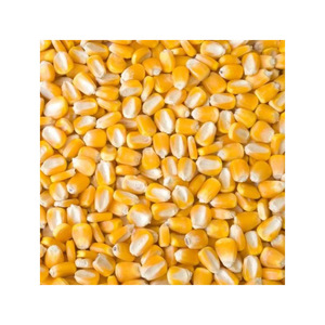 Maïs jaune disponible en vrac pour les industries alimentaires et agroalimentaires mondiales - Product Image 4