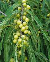 Poudre d'Amla (groseille indienne) la plus vendue |   Ingrédient Superaliment Naturel |   Approvisionnement en gros pour l'exportation