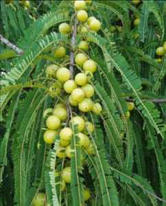 Poudre d'Amla (groseille indienne) la plus vendue |   Ingrédient Superaliment Naturel |   Approvisionnement en gros pour l'exportation - Product Image 2