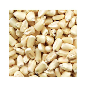 Suministro de maíz blanco a granel, cosecha fresca disponible para envío rápido - Product Image 1