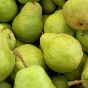 Pêres de conférence de qualité supérieure, de qualité d'exportation de classe I, sucrées, juteuses, riches en fibres, fraîches, vente en gros avec chaîne du froid mondiale - Product Image 3