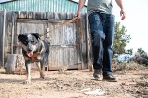 Customized No Pull Reflective Dog Vest Breathable Adjustable Pet Harness with Handle for Outdoor <b>Walking</b> No More Pulling - Product Image 3