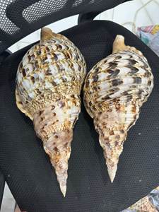 Conchas de Trompeta Grandes, Conchas de Tritón, Conchas Marinas Naturales de Alta Calidad de Vietnam - Product Image 4