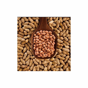 Vente en gros d'arachides fraîches séchées biologiques de haute qualité pour les collations de l'industrie alimentaire transformées en grandes quantités - Product Image 6