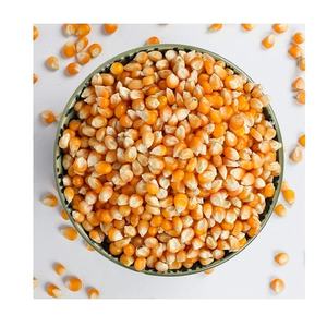 Maíz amarillo sin OGM al por mayor, contenido de proteína 60-65%, seco para consumo humano y producción de piensos - Product Image 5