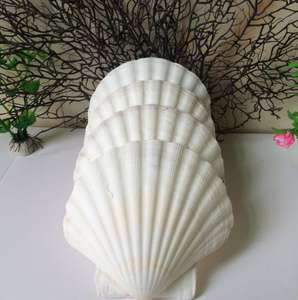 หอยเชลล์คุณภาพสูงจากเวียดนามสำหรับตกแต่งในร้านอาหารและโรงแรม /Shyn Tran - Product Image 6