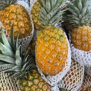 Ananas comosus frutta Ananas naturale di prima qualità per rendere il succo fresco il miglior Ananas fresco in azienda di alta qualità