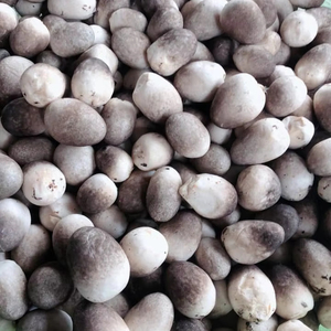 Champignons de paille congelés de haute qualité Champignons biologiques et naturels transformés au Vietnam - Product Image 1