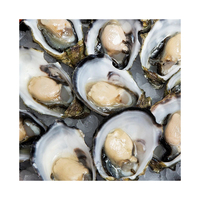 Purified Standard Oyster Whole Salt-Preserved Wholesale Bulk Supply Discount Price Ocean Fresh Vacuum Pack Frozen 12kg