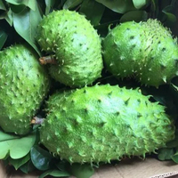 Guanabana Smoothies Van 100% Pure Zuurzak Fruit Bevroren Met Lage Prijs
