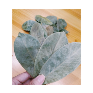 Meilleure offre de feuilles de Graviola séchées du Vietnam pour faire du thé feuilles de corossol séchées fraîchement avec un prix compétitif pour l'exportation - Product Image 2