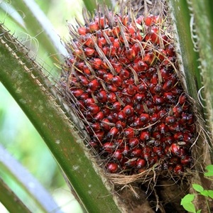 น้ำมันปาล์ม RBD - น้ำมันปาล์มบริสุทธิ์ - Product Image 4