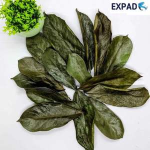 Feuilles de corossol séchées naturelles Feuilles de corossol, feuilles de corossol séchées biologiques, Guanabana, Graviola, Annona Muricata - Product Image 2