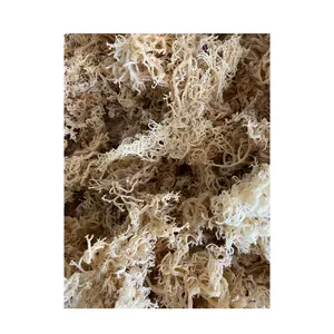 Natural Dried Clean Eucheuma Cottonnii Seaweed/Premium Quality Wildcrafted Dried Irish Sea Moss With Free Custom Logo Bag