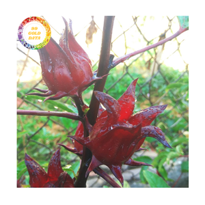 Flores de Hibisco Secas, Calyx de Rosella Secado al Sol para Té, Ingrediente de Vietnam por 99 Gold Data - Ms Violet - Product Image 5