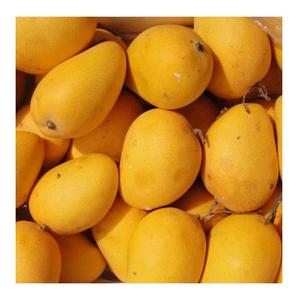 Mangue jaune fraîche et savoureuse de qualité supérieure, qualité de gros, taille 12-16 cm, origine Portugal - Product Image 4