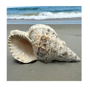 Natural seashell - Trumpet Triton Ammonite Decoration/Big Seashell Decor/ Snail Shell at competitive price from Vietnam