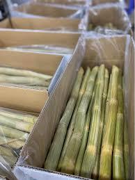 Caña de azúcar naturalmente congelada/limpiamente procesada/producto vegetal tropical - Product Image 4