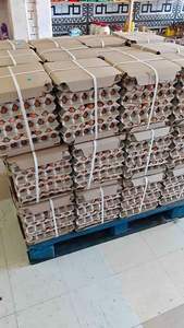 Huevos de Mesa Orgánicos Premium con Variedades de Yema Alta Marrón y Blanca, Pollo Fresco Natural Conservado, Proveedor Mayorista - Product Image 6