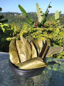 BON PRIX ET BON PRODUIT FEUILLES DE SOURSOP/FEUILLES DE GRAVIOLA SÉCHÉES - Product Image 2