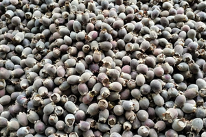 เมอร์เทิลเบอร์รี่อบแห้งออร์แกนิกเพิ่มภูมิคุ้มกันสูตรสะอาด - Product Image 4