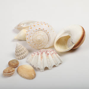 เปลือกหอยทะเลจริงธรรมชาติผสมเปลือกหอยชายฝั่งอุปกรณ์ตกแต่งชายหาดของสะสมศิลปะเปลือกหอยทะเล - Product Image 3