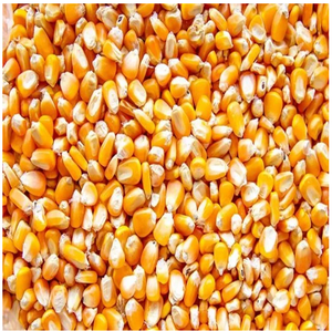 Semillas de Maíz Amarillo Dulce Natural a Granel para Alimentación de Ganado y Uso Comestible con Bajo Contenido de Humedad - Product Image 3