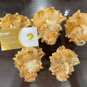 Coquillage Décoration murale polie unique faite de coquillages marins naturels faits à la main au Vietnam Turbo Seashell 0084935825297 - Product Image 3