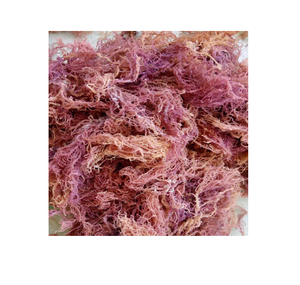 Musgo Marino Fresco - Product Image 4