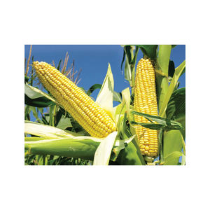 Maíz Amarillo a Granel, No Transgénico, Nueva Cosecha, Granos Limpios y Secos, Grado Alimenticio, Ideal para Molienda y Alimentación Animal de Alto Contenido Energético - Product Image 2