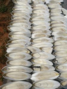 <b>Cuttlefish</b> Bone Exporters Natural <b>Cuttlefish</b> Bone Calcium Supplement Food for Pets - Product Image 2