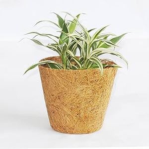 Cocopeat CoirPots de India fabrica proveedor - Product Image 4