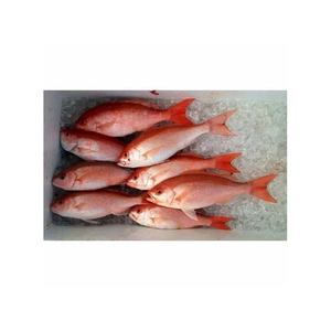 Poisson rouge congelé à bas prix, idéal pour le commerce de gros et une approvisionnement fiable - Product Image 6