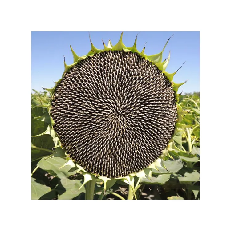 Grosir benih bunga matahari kualitas Premium untuk dijual dengan harga murah