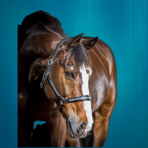 Nouveau cheval de haute qualité bride unique pour chevaux bride unique pour chevaux - Product Image 2