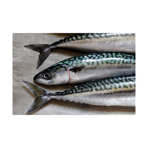 Atún español de bajo costo, organizado para requisitos de venta al por mayor - Product Image 6