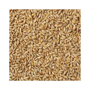 Grano de Cebada/Grano de malta de cebada/Grano de cebada descascarillada a precio competitivo - Product Image 1
