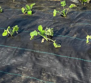 غطاء أرضي زراعي لتثبيت الأتربة من الأتربة من أجل مكافحة الأعشاب الضارة لفائف قماش أسود وأبيض وأخضر للنباتات - Product Image 6