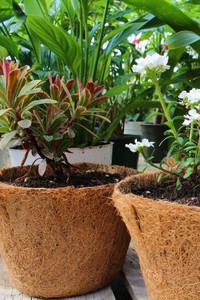 Eco2go Vietnam Eco-Friendly Coconut Fiber Plant Pot-Farmhouse Style Home <b>Garden</b> Planter Plant <b>Liner</b> Customized Size 1-2L - Product Image 6