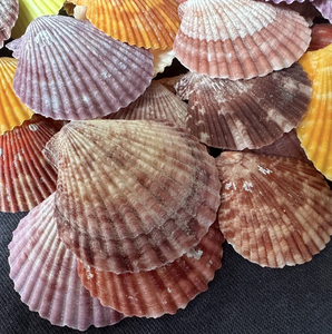 Coquille de pétoncle utilisée pour les paramètres de buffet d'affichage des aliments Exigences de restauration et d'emballage de cadeaux d'événement - Product Image 3