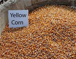 Maíz Amarillo Seco No Glutinoso con Bajo Contenido de Almidón, Maíz de Temporada Actual para Consumo Humano y Alimentación Animal - Product Image 4