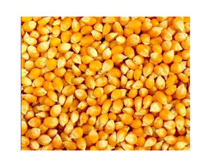 Maíz Dulce Canadiense de Nueva Cosecha, Maíz Amarillo a Muy Buen Precio, Maíz Amarillo Orgánico Fresco de Canadá, Semillas Dulces Crudas de Primera Calidad - Product Image 6