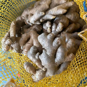 Gingembre frais le plus vendu du Vietnam, TECHMIFOOD, offrant des livraisons en vrac pour les acheteurs étrangers - Product Image 1