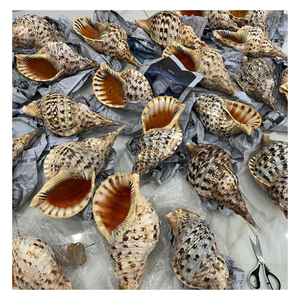 Conchas de Caracol Naturales y Conchas de Trompeta con Acabado Limpio para Decoración Artesanal y Uso en Decoración de Interiores - Product Image 1